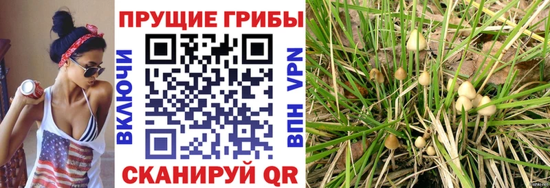 где купить наркотик  Оленегорск  Псилоцибиновые грибы мицелий 